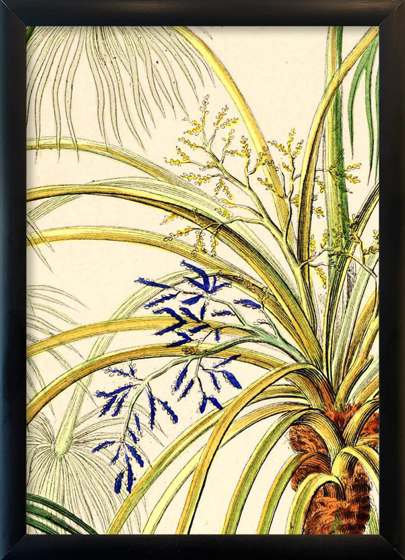 Livistona Inermis Close Up. Mini Print