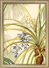 Livistona Inermis Close Up. Mini Print