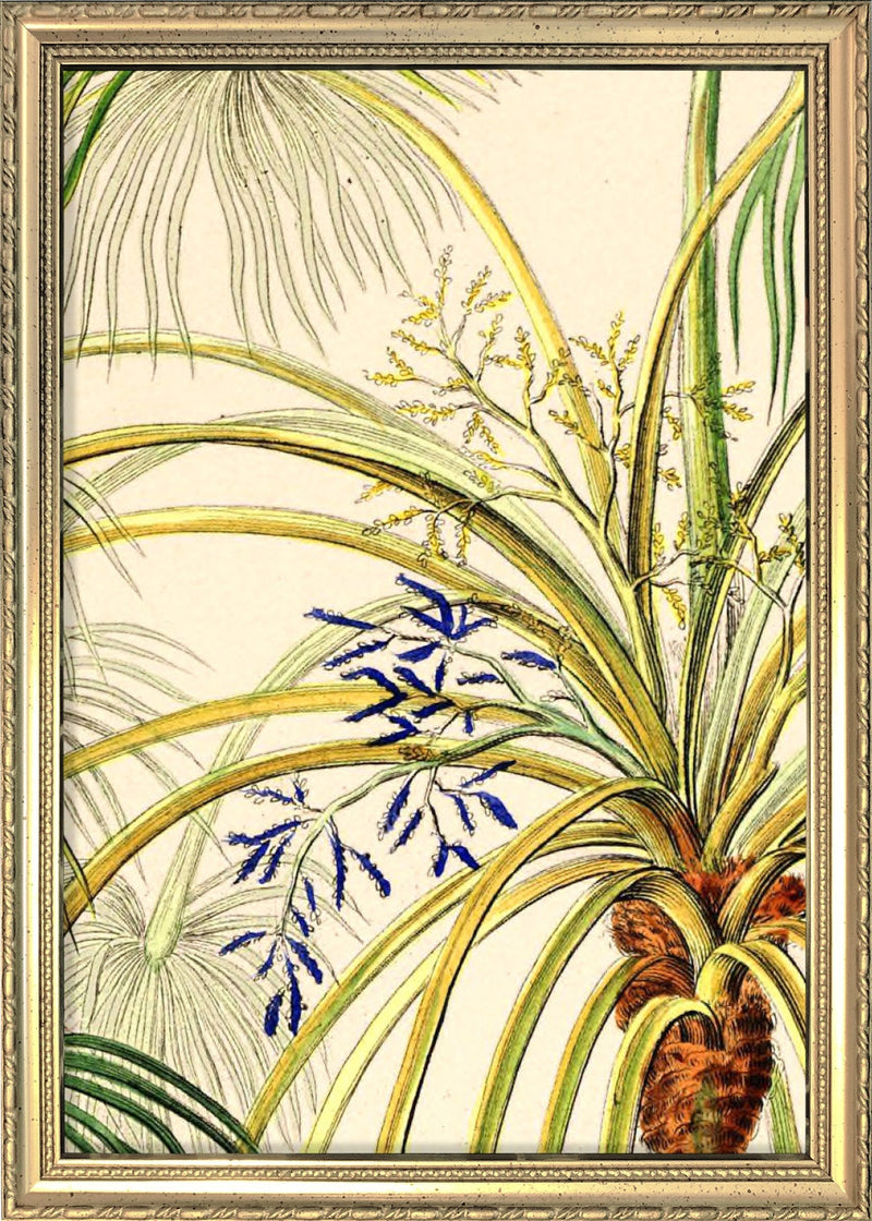 Livistona Inermis Close Up. Mini Print