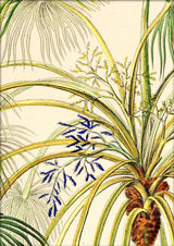 Livistona Humilis Close Up. Mini Print