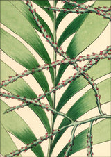 Geonoma Multiflora Close Up. Mini Print
