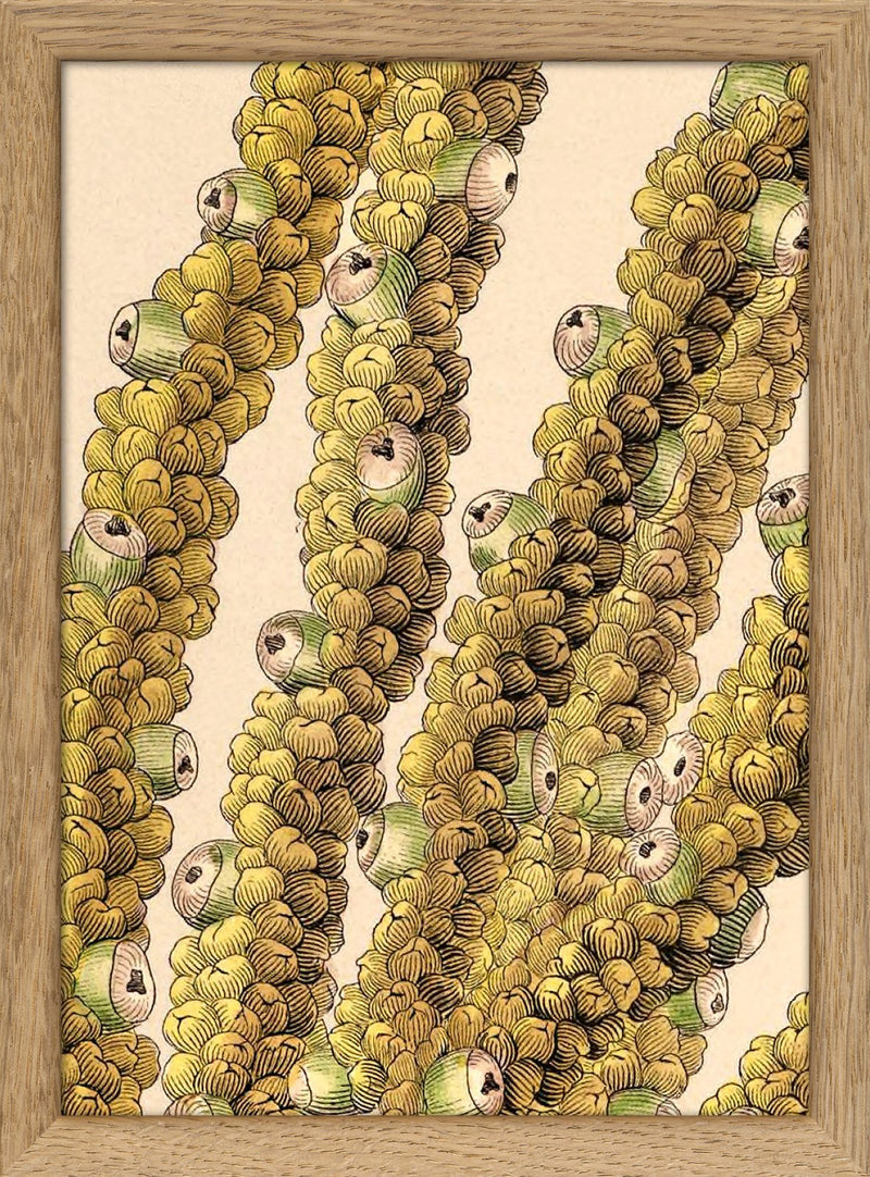 Guilielma Speciosa Close Up. Mini Print