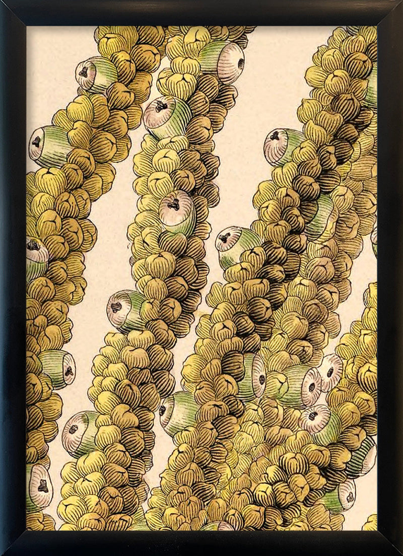 Guilielma Speciosa Close Up. Mini Print