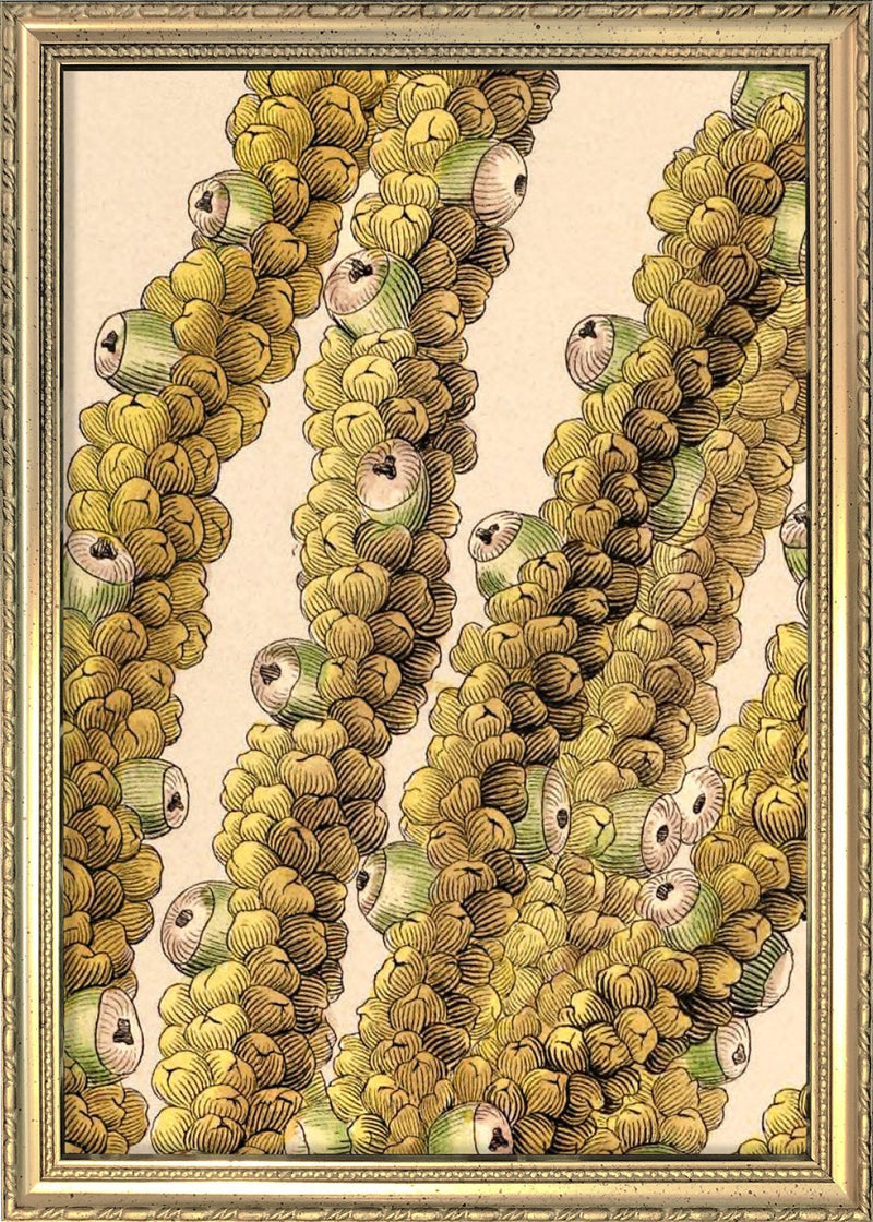 Guilielma Speciosa Close Up. Mini Print