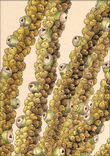 Guilielma Speciosa Close Up. Mini Print