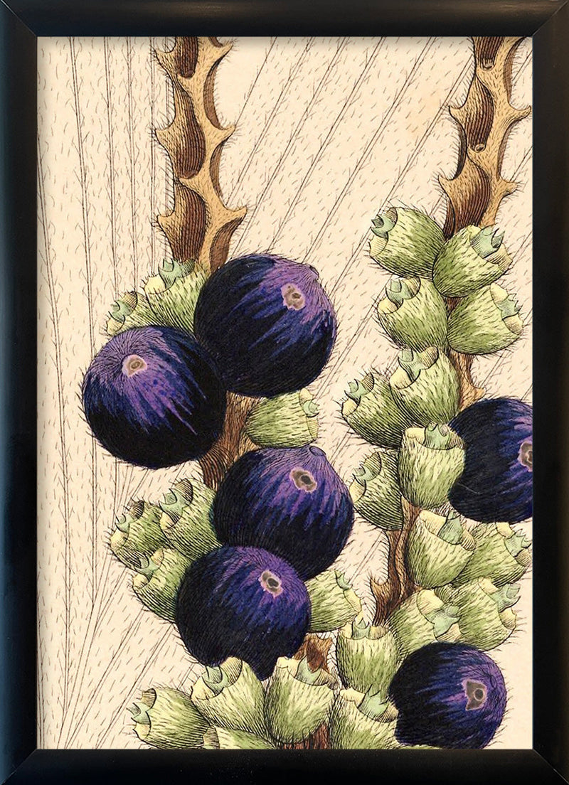 Bactris Longipos Cocos Botryophora Close Up. Mini Print