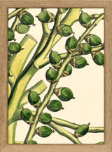 Seaforthia Elegans Close Up. Mini Print