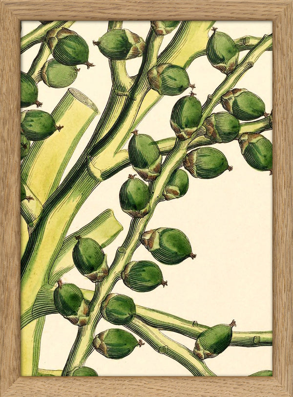 Seaforthia Elegans Close Up. Mini Print