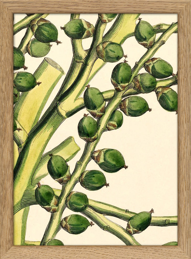 Seaforthia Elegans Close Up. Mini Print