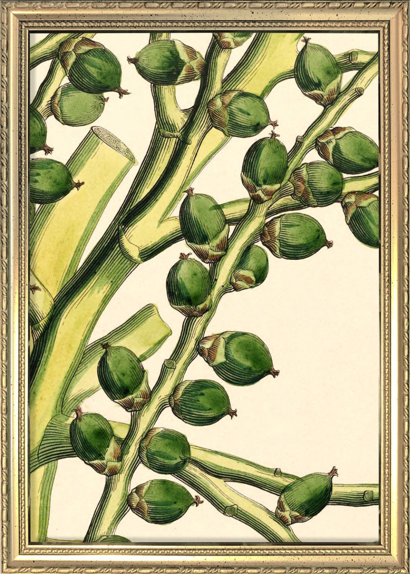 Seaforthia Elegans Close Up. Mini Print