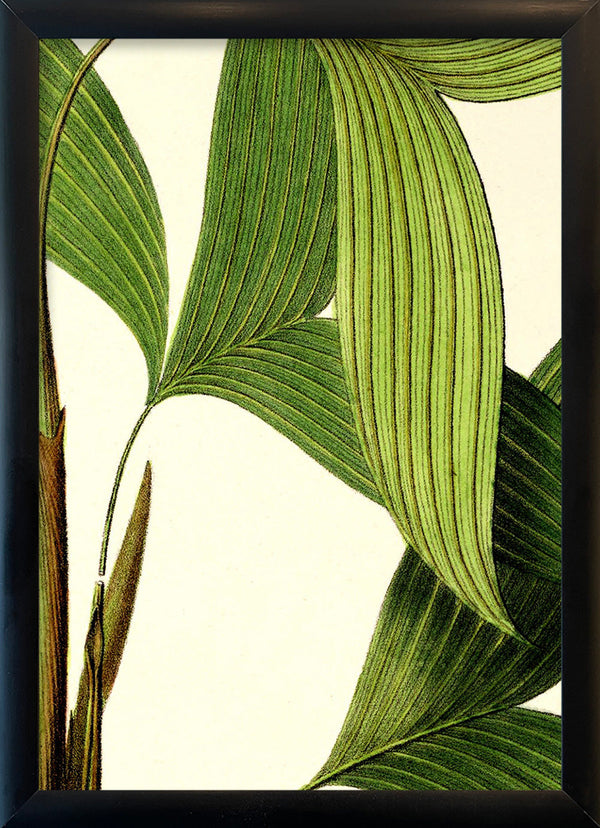 Bactris Simplicifrons & Bifida Close Up. Mini Print