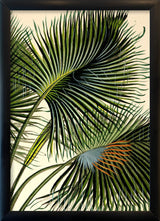 Attalea Funifera Close Up. Mini Print