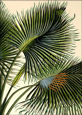 Attalea Funifera Close Up. Mini Print