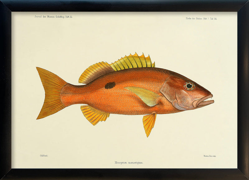 Orange Fish. Mini Print