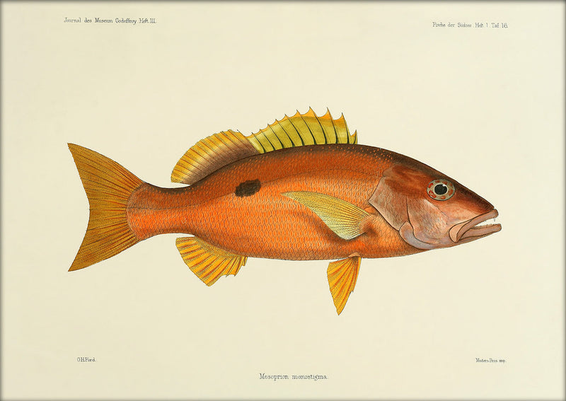 Orange Fish. Mini Print