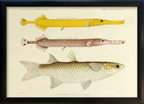 Two Chinese Pipefish (Aulostomus Chinense) and One Fish (Mugil Compressus). Mini Print
