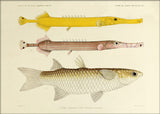 Two Chinese Pipefish (Aulostomus Chinense) and One Fish (Mugil Compressus). Mini Print