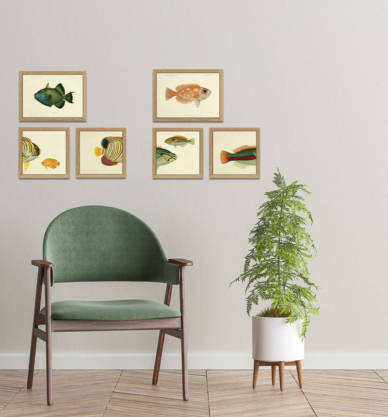 Regal Angelfish (Pygoplites diacanthus) Head. Mini Print