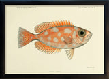 Blotched Bigeye (Priacanthus Carolinus). Mini Print