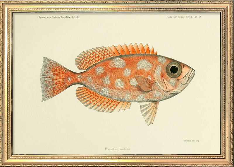Blotched Bigeye (Priacanthus Carolinus). Mini Print