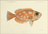 Blotched Bigeye (Priacanthus Carolinus). Mini Print