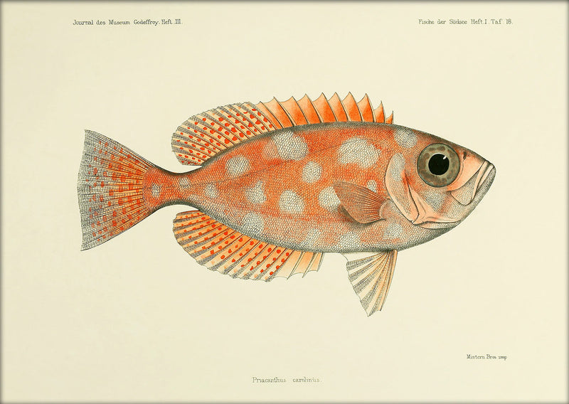 Blotched Bigeye (Priacanthus Carolinus). Mini Print