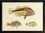 Three Hawkfish (Cirrhites Forsteri and Arcatus). Mini Print