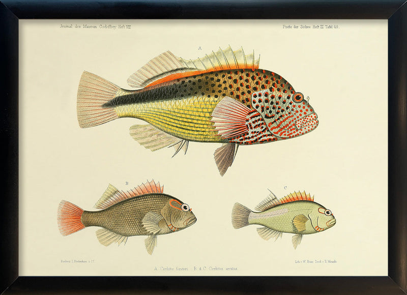 Three Hawkfish (Cirrhites Forsteri and Arcatus). Mini Print