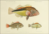 Three Hawkfish (Cirrhites Forsteri and Arcatus). Mini Print