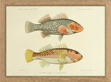 Two Hawkfish (Cirrhites Polytictus and Hemistictus). Mini Print