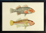 Two Hawkfish (Cirrhites Polytictus and Hemistictus). Mini Print