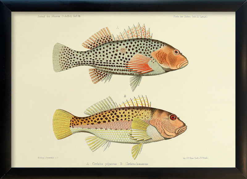 Two Hawkfish (Cirrhites Polytictus and Hemistictus). Mini Print