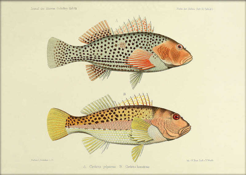 Two Hawkfish (Cirrhites Polytictus and Hemistictus). Mini Print