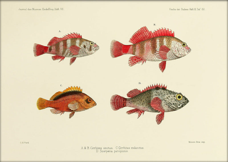 Three Hawkfish and a Scorpionfish (Cirrhites Cinctus and Melanotus and Scorpæna Parvipinnis). Mini Print