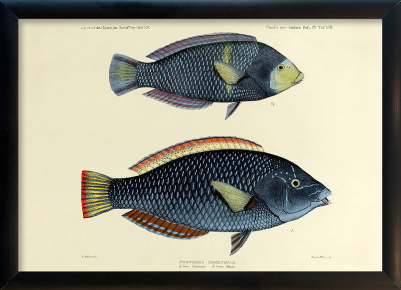 One Small and One Big Spotted Wrasse (Anampses Diadematus). Mini Print