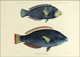 One Small and One Big Spotted Wrasse (Anampses Diadematus). Mini Print
