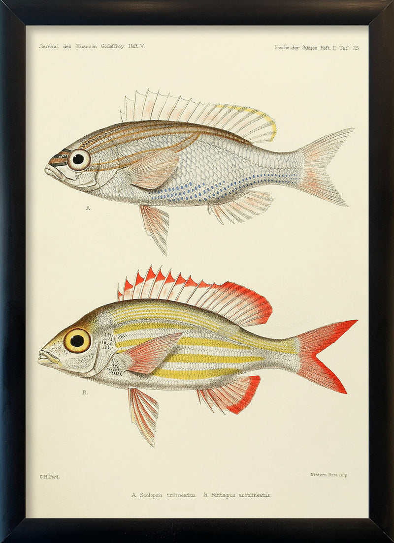 Threelined Monocle Beam (Scolopsis Trilineatus) and Yellow Striped Squirrelfish (Pentapus Aurolineatus). Mini Print