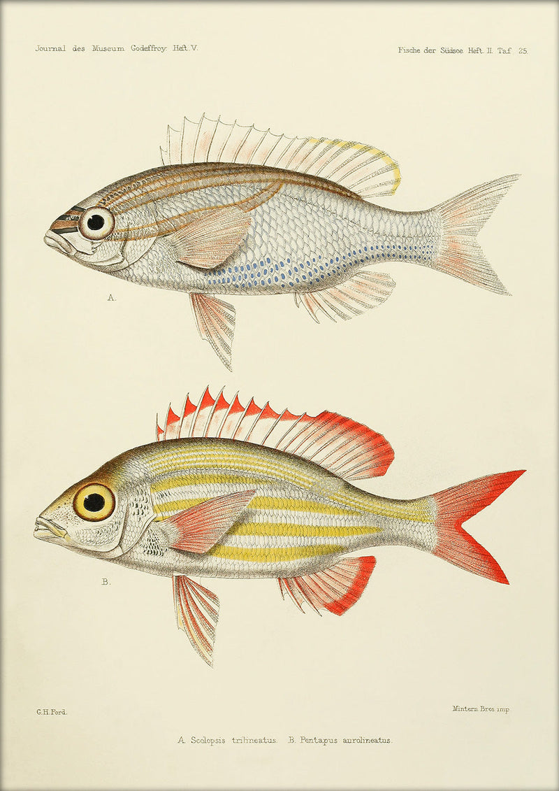 Threelined Monocle Beam (Scolopsis Trilineatus) and Yellow Striped Squirrelfish (Pentapus Aurolineatus). Mini Print