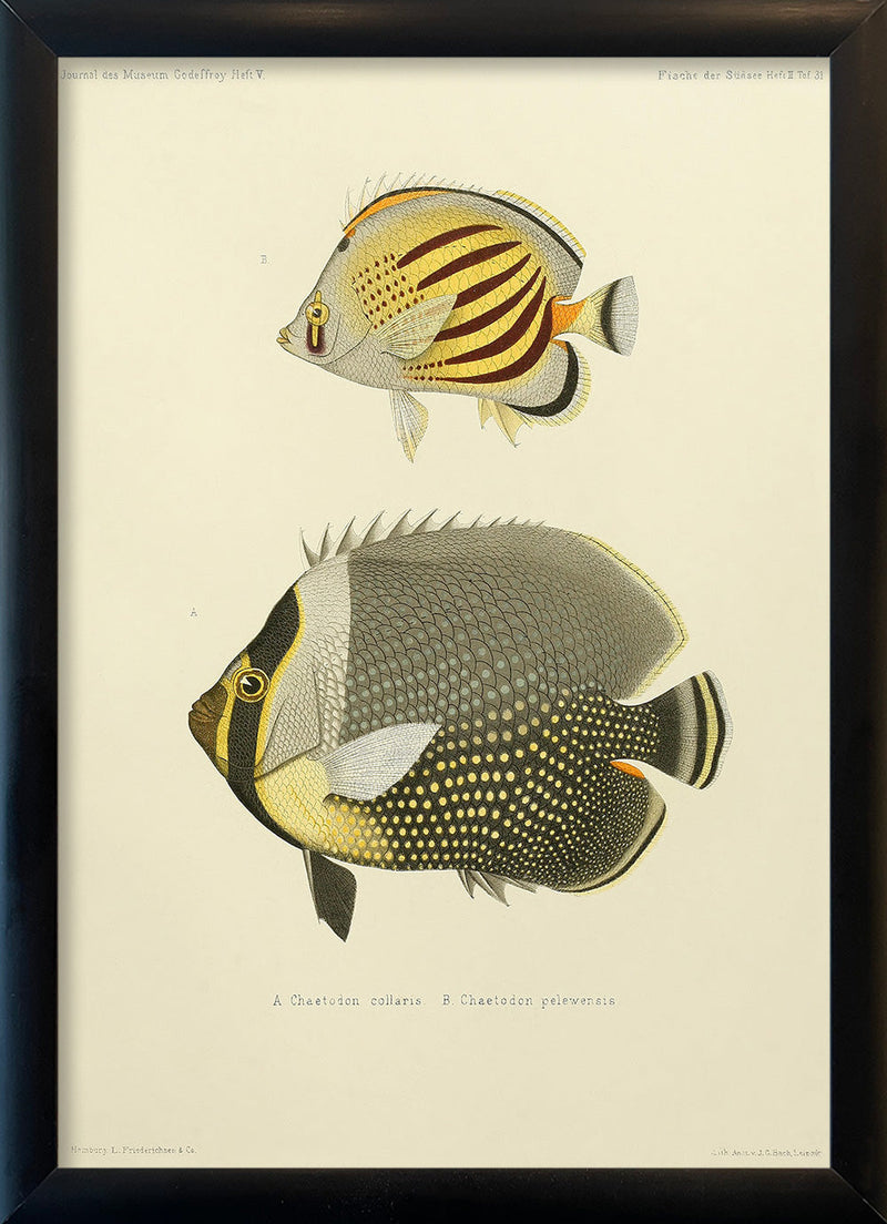 White Collar Butterflyfish (Chaetodon Collaris) and Dot Dash Butterflyfish (Chaetodon Pelewensis). Mini Print