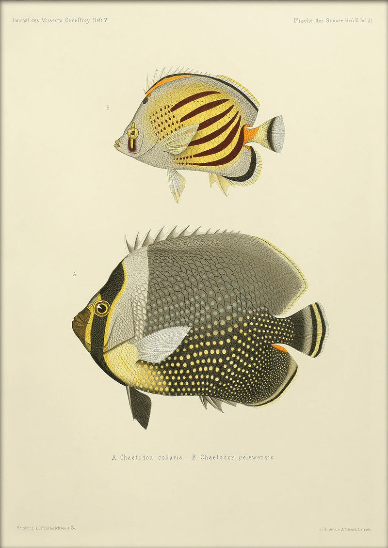 White Collar Butterflyfish (Chaetodon Collaris) and Dot Dash Butterflyfish (Chaetodon Pelewensis). Mini Print