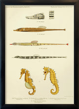 Sculptured Pipefish (Doryichthys Sculptus), Reticulate Pipefish (Syngnathus Conspicillatus), Messmate Pipefish (Syngnathus Hæmatopterus) and two Spiny Seahorses (Hippocampus Histrix). Mini Print