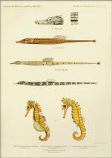 Sculptured Pipefish (Doryichthys Sculptus), Reticulate Pipefish (Syngnathus Conspicillatus), Messmate Pipefish (Syngnathus Hæmatopterus) and two Spiny Seahorses (Hippocampus Histrix). Mini Print