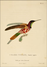 Crimson Topaz Hummingbird (Topaza Pella). Mini Print