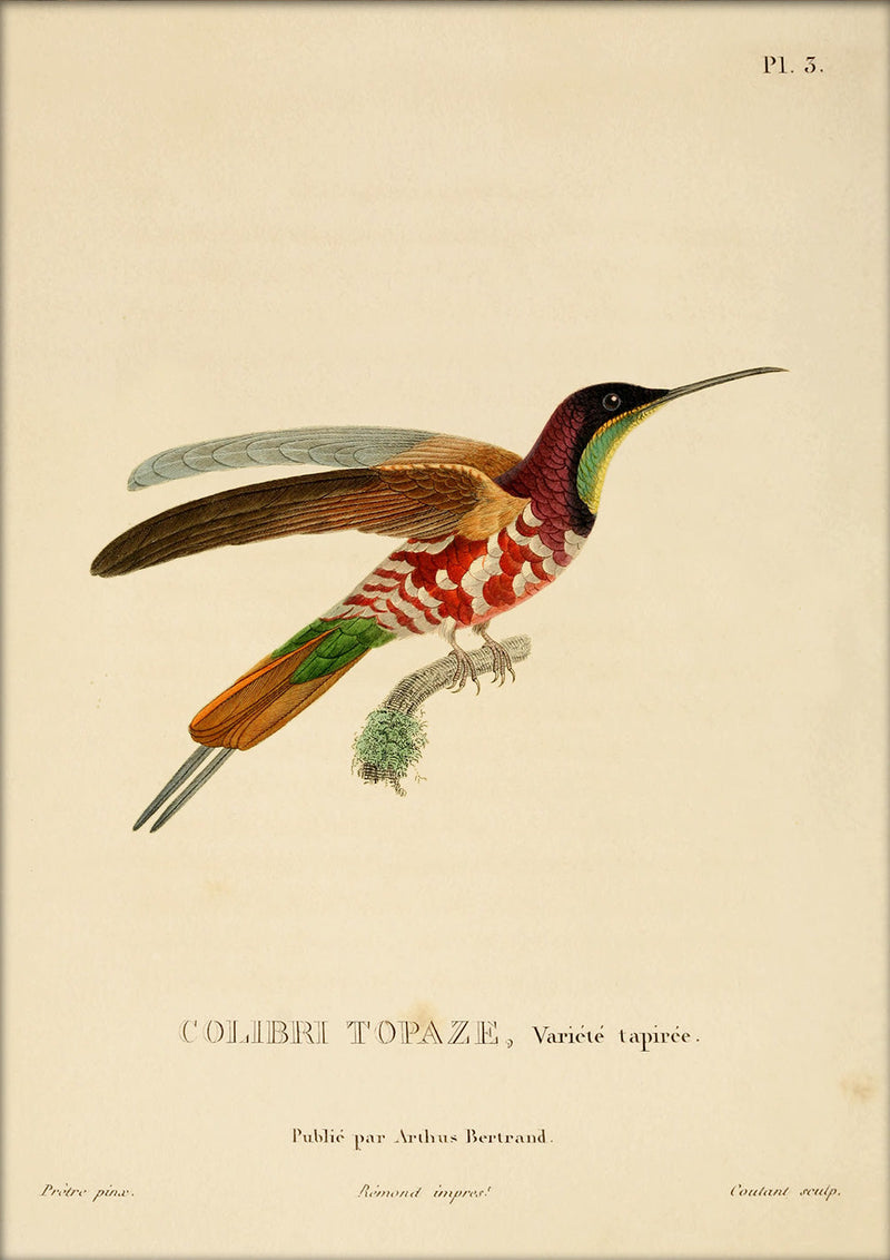 Crimson Topaz Hummingbird (Topaza Pella). Mini Print