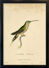 Scaly-breasted Hummingbird (Tern/Phaeochroa Cuvierii). Mini Print