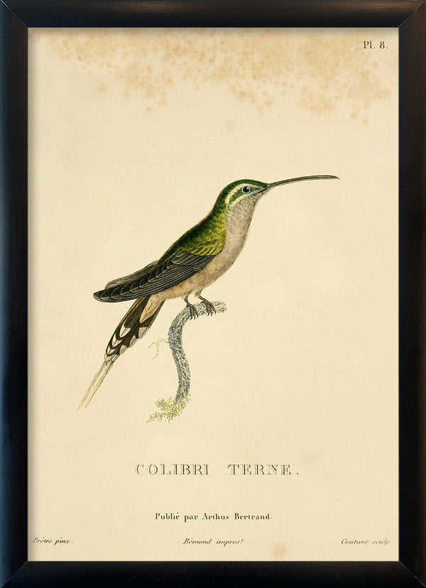 Scaly-breasted Hummingbird (Tern/Phaeochroa Cuvierii). Mini Print