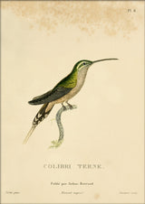 Scaly-breasted Hummingbird (Tern/Phaeochroa Cuvierii). Mini Print