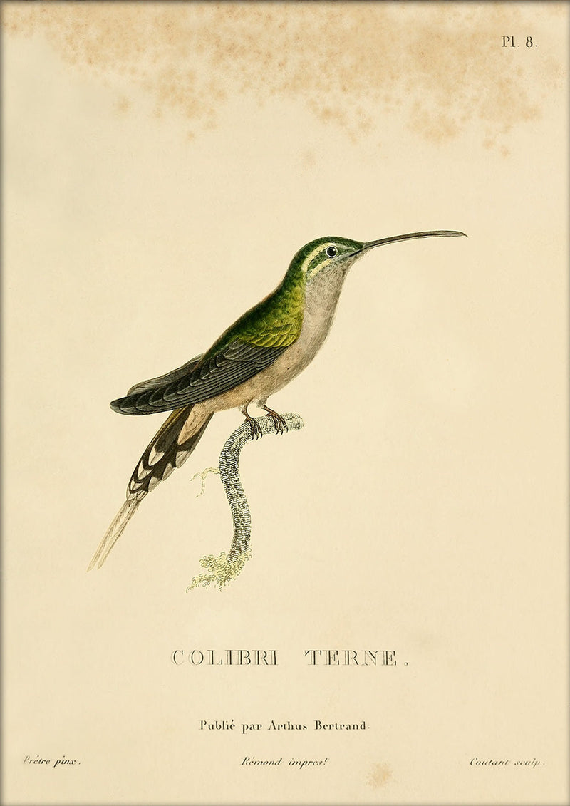 Scaly-breasted Hummingbird (Tern/Phaeochroa Cuvierii). Mini Print