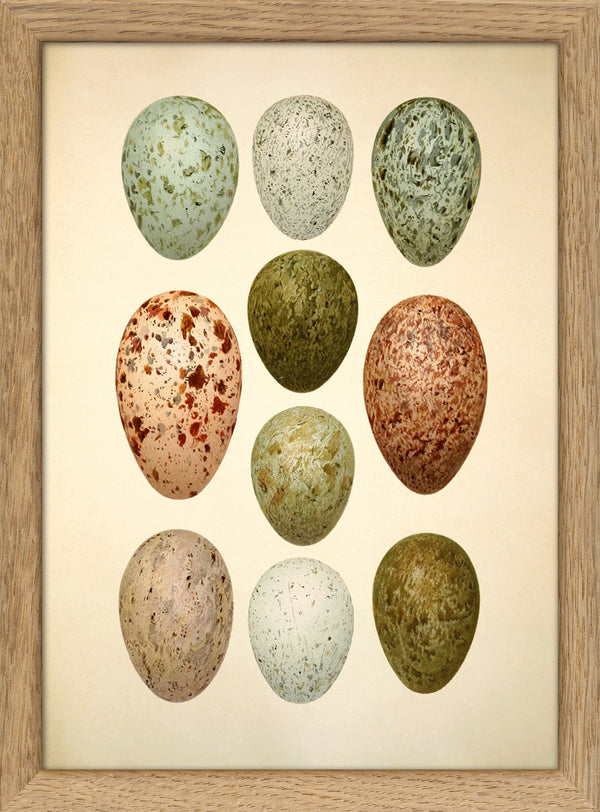 Ten Spotted Eggs. Mini Print