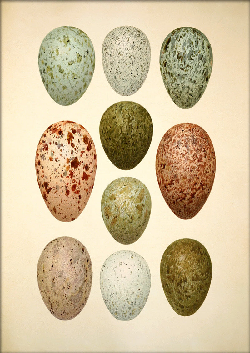 Ten Spotted Eggs. Mini Print